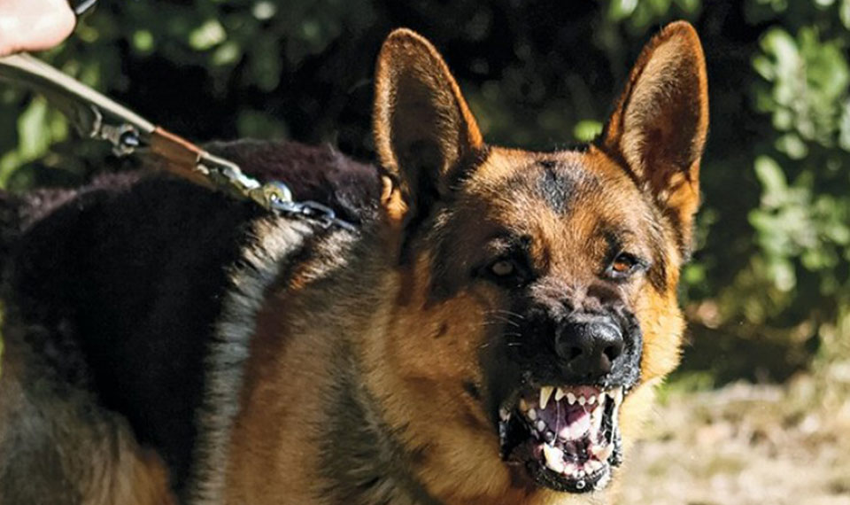 K. K Guard Dogs Kennels Services